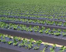 Mulching film for agriculture use one side silver other black